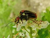 Liebeesgeflüster im Weißdorn_124.webp