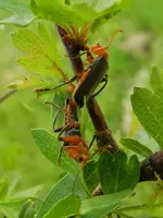 Liebeesgeflüster im Weißdorn_120.webp