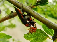 Liebeesgeflüster im Weißdorn_131.webp