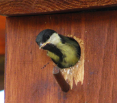 Meise nachdenklich.webp