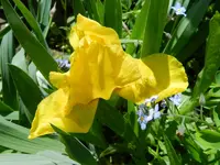 Iris_029.webp