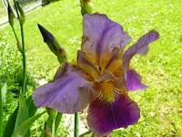 Schwertlilie_005.webp