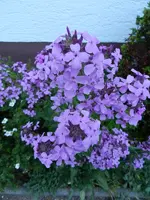 Nachtviola_147.webp