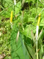 garten3.webp