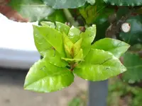 garten1.webp