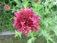017.webp