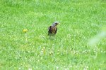 2012_0522Frühling0036.jpg