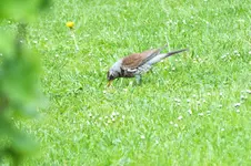 2012_0522Frühling0037.webp
