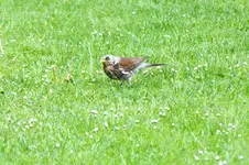 2012_0522Frühling0039.webp