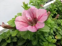 013.webp