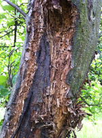 Apfelbaum1.webp