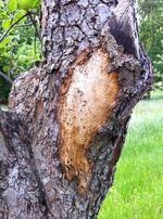 Apfelbaum2.webp
