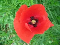 CIMG9277.webp