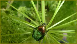 Rosenkäfer (1).webp