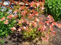 CIMG4349.webp