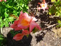 CIMG4350.webp