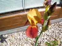 CIMG4354.webp