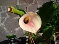 CIMG4360.webp