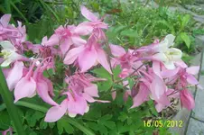 100_3056_12_1.webp