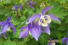 100_3059_15_1.webp