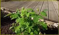 Rose de Resht.webp