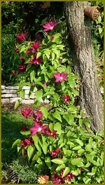 Roter Kardinal.webp