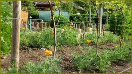 California Mohn.webp