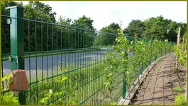 Wein am Zaun.webp