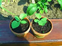 k-BILD0870.webp