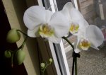 Phalaenopsis, 22.05.12.JPG