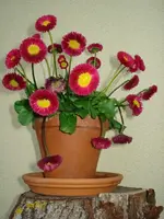 DSC06651.webp