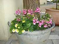DSC06652.webp