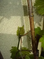 DSC06653.webp
