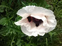 2012-05-23 11.50.33.webp