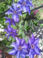 2012-05-23 12.21.55.webp