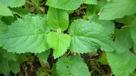 DSCN2905.webp