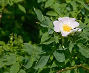 Wildrosekl.webp