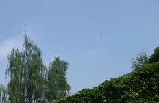 Im Anflug.webp
