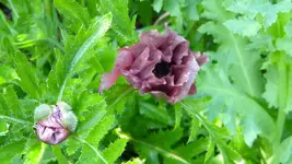 DSCN2914.webp