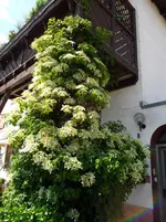 SAM_0691.webp