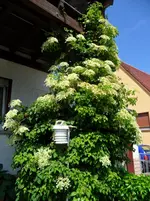 SAM_0692.webp