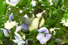 meise blumig_.webp
