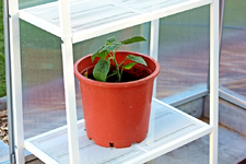 Experiment Physalis_smaller.webp