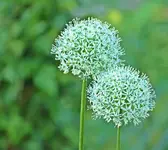 Allium Ivory Queen_small.webp