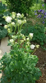 DSC01359 weiß.webp