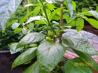 Haba breit 100_0933 (Medium).webp