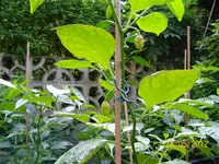 Haba lang 100_0932 (Medium).webp
