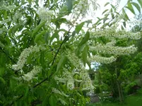 Baum Strauch 2.webp