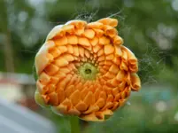 CIMG0025.webp