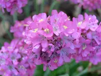 CIMG0042.webp